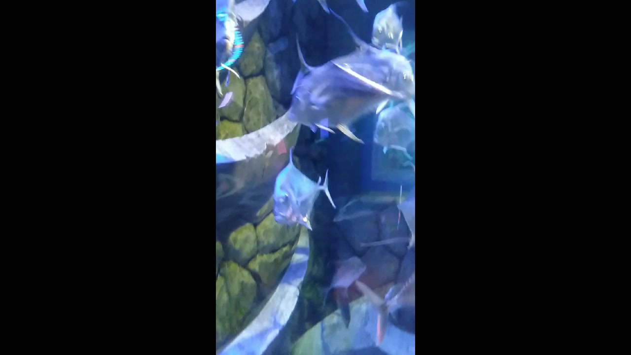 三亚亚特兰蒂斯海洋世界长吻丝鲹鱼长着罕见的不规则的五边形身体