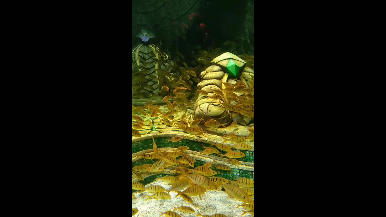 三亚亚特兰蒂斯海洋世界密集的黄金鲹鱼群。