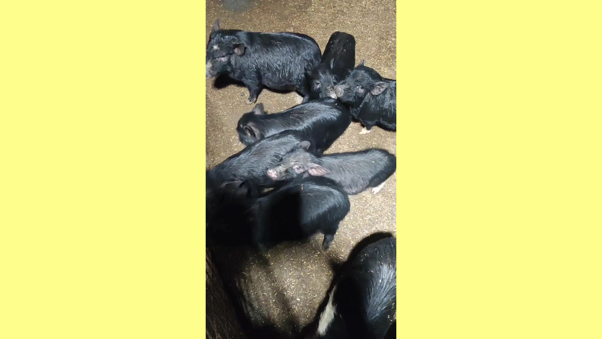 哪里有卖巴马香猪藏香猪的,多少钱一只