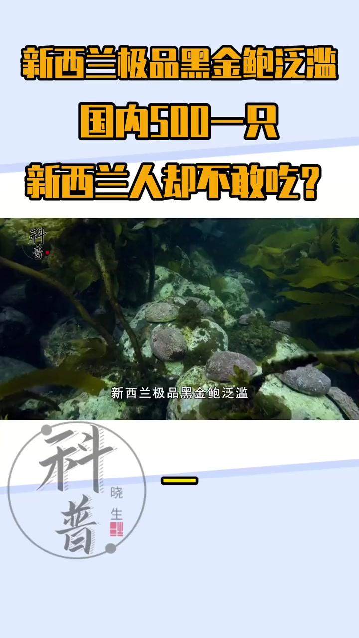 新西兰极品黑金鲍泛滥,国内500一只,新西兰人却不敢吃?