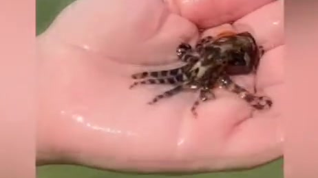 【澳大利亚一女子无意中在海滩捡到蓝环章鱼 被网友警告有剧毒】据英国《每日星报》2月22日报