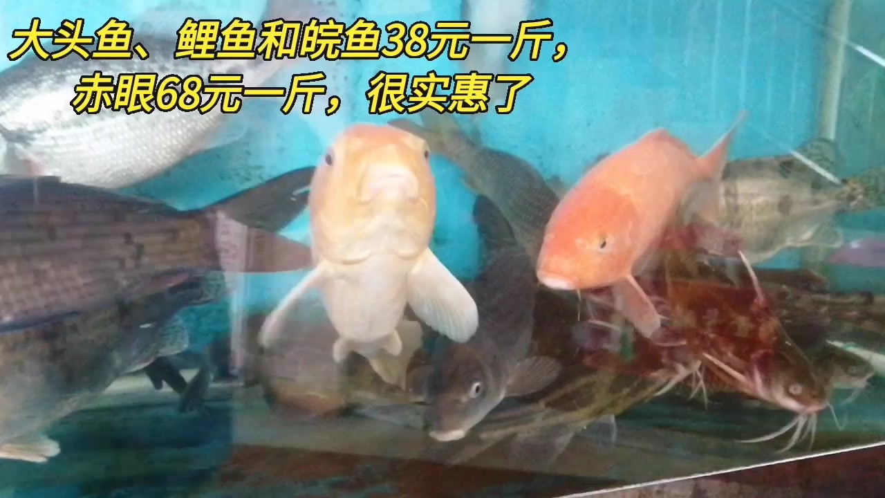 #春季美食大赏# 开年了,想吃点好的,就到南宁乐村路的西津生态鱼生馆吃鱼生,进门看到很多野