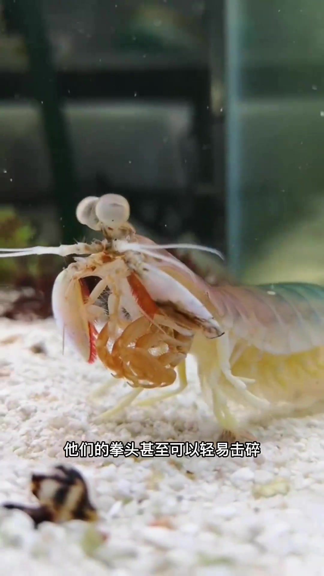 彩色皮皮虾能吃嘛