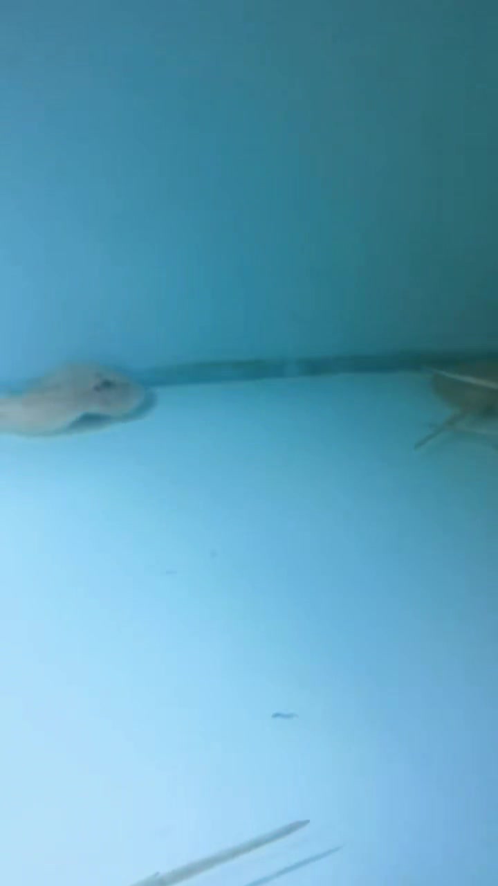 观赏鱼,白子魟鱼,皇冠魟鱼,老莫魟鱼