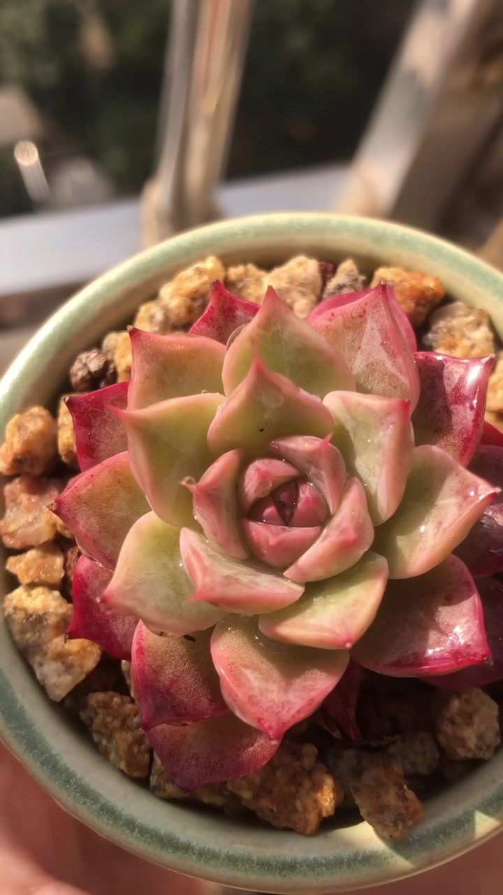 冰玉杂,孤星,侧影海螺菇凉,饺子皮,黄金雨,霜花,蓝精灵欣赏