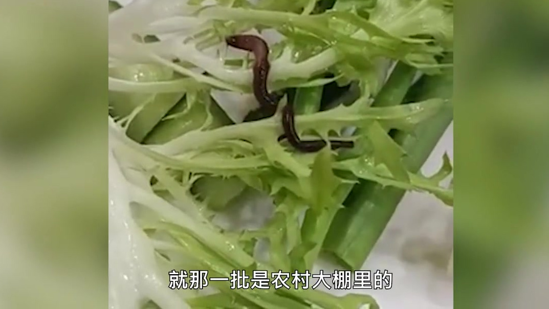 【饺子馆蘸酱菜中吃出活蚯蚓,老板:清洗时没注意,是赠送的菜】2月25日,辽宁辽阳。有网友2