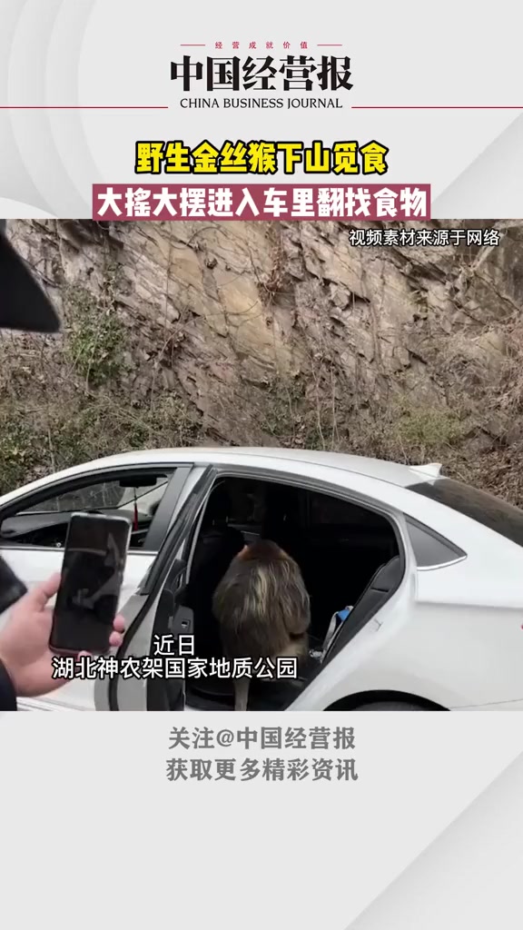 偶遇野生金丝猴下山觅食,熟练地用嘴咬开了一桶方便面 神农架金丝猴 社会 热门