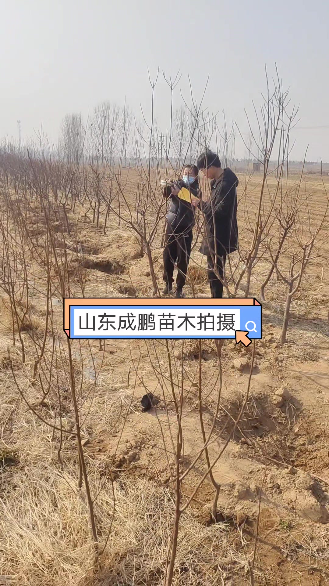 高端果树苗品种就是好