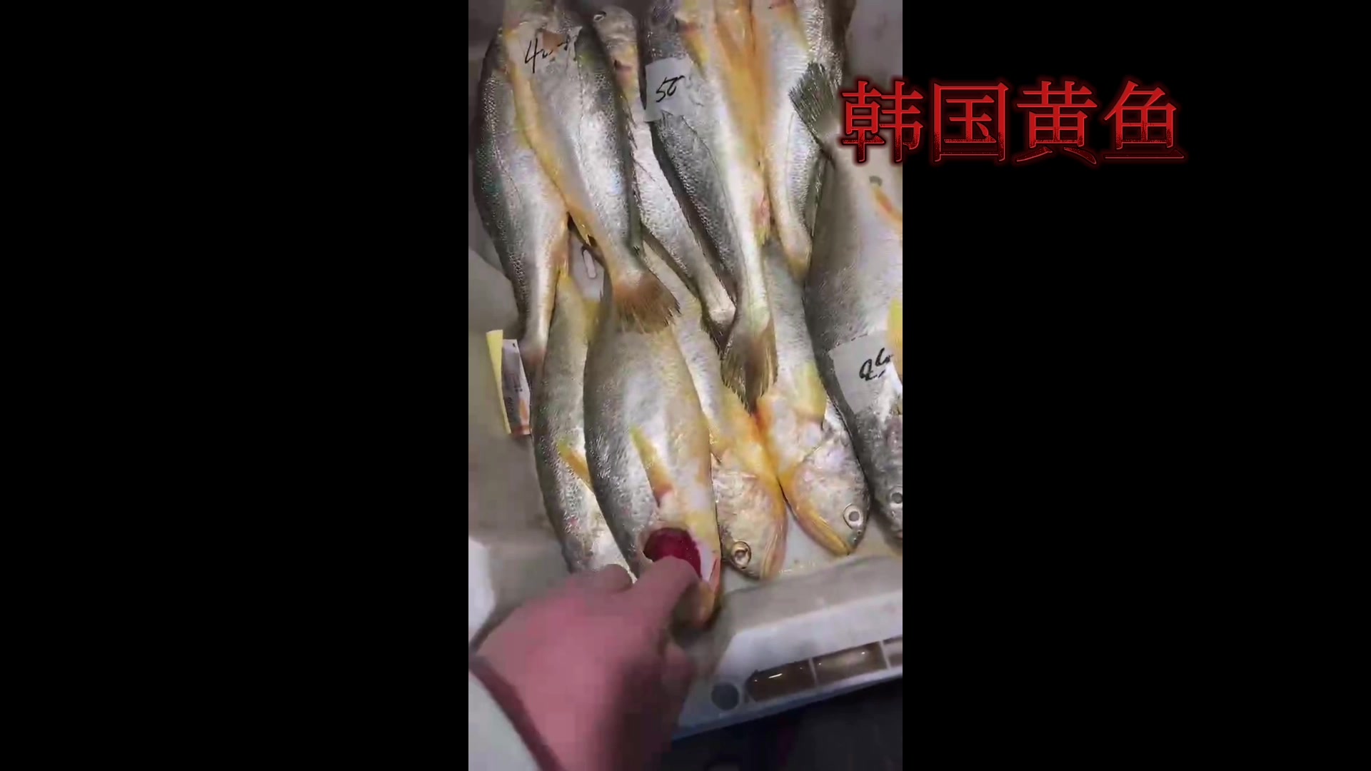 超级新鲜的韩国黄鱼,赶紧搜索一下如何烹饪