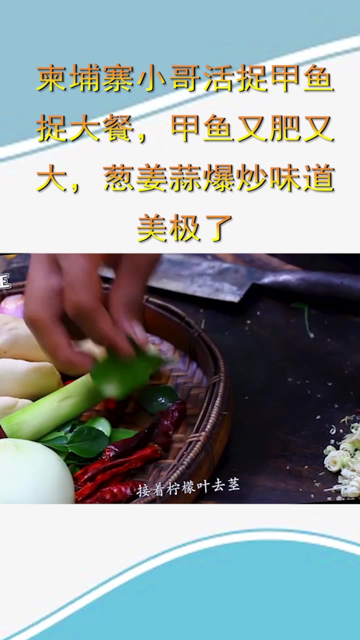 柬埔寨小哥活捉甲鱼捉大餐,甲鱼又肥又大,葱姜蒜爆炒味道美极了