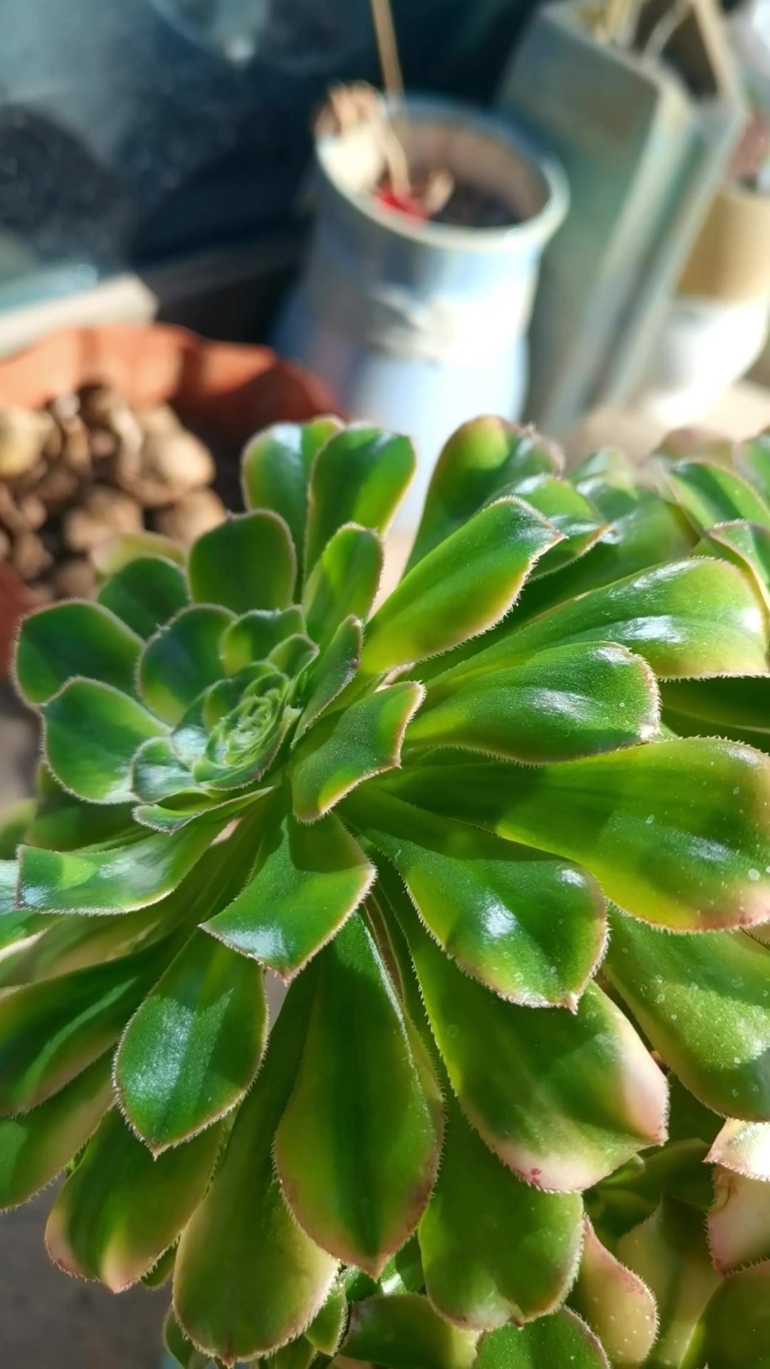 光的作用该有多大,绿色的头是没有受到光照的。