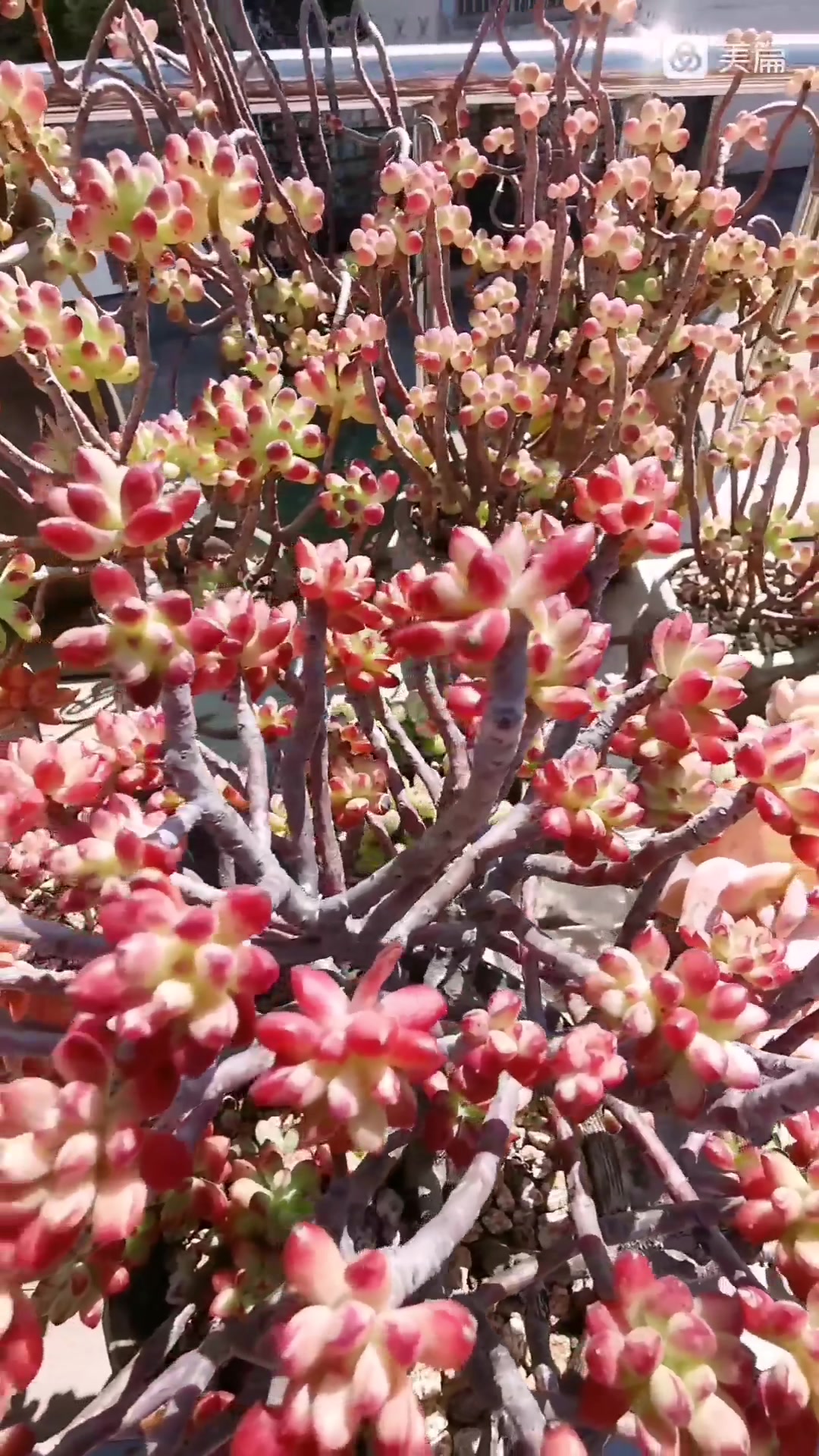 小树一样的红旗儿,肉友们喜欢么