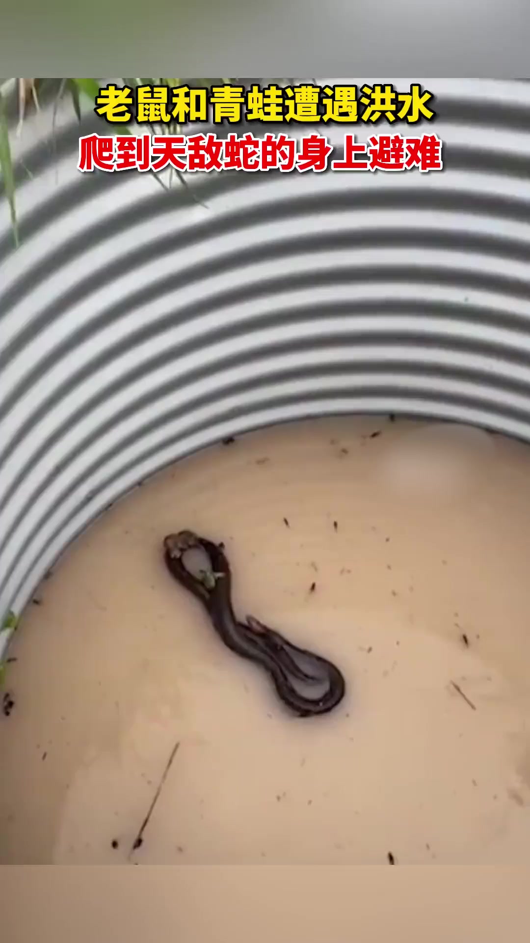 老鼠和青蛙遭遇洪水,爬到天敌蛇身上避难!
