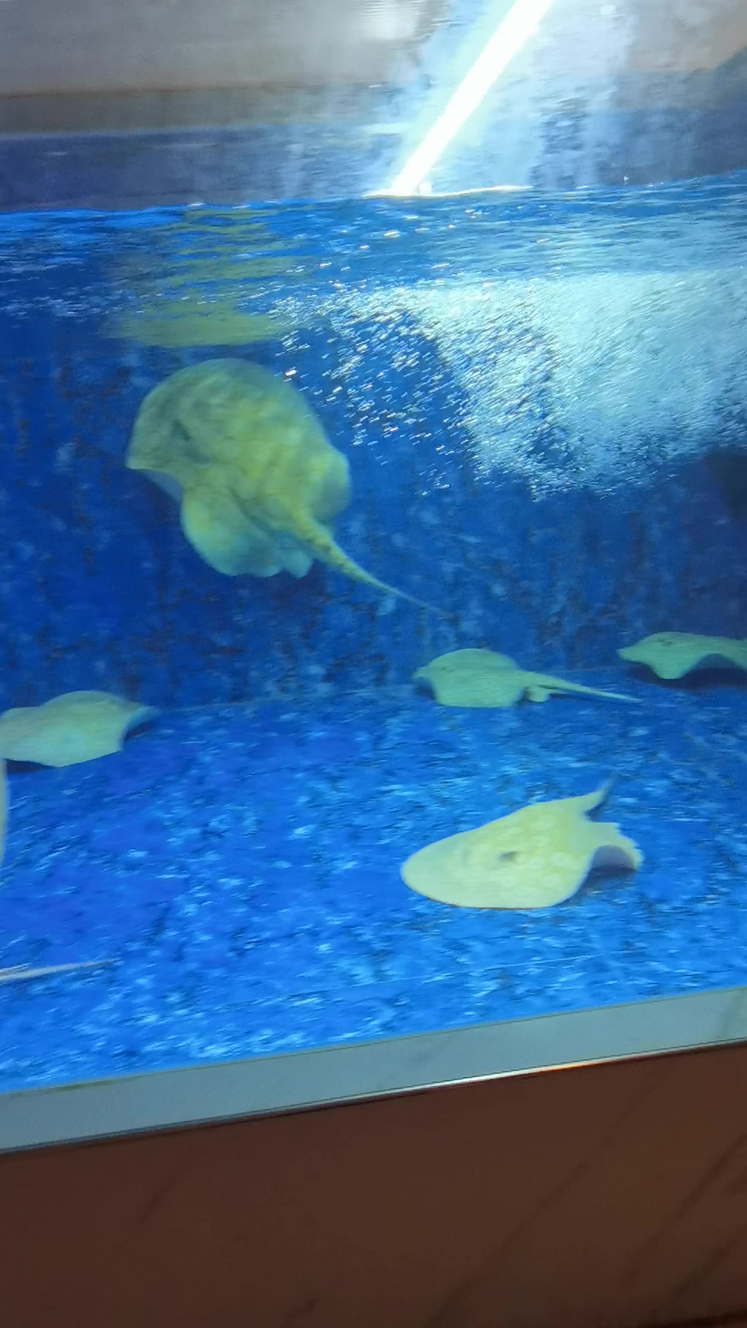 整缸打包出白子魟鱼11条