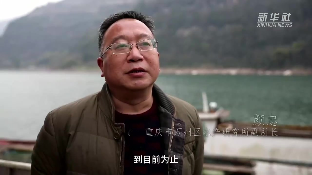 #你知道长江鲟长啥样吗#【#极危级保护物种再现长江#】长江鲟是长江上游特有珍稀鱼类,国家一