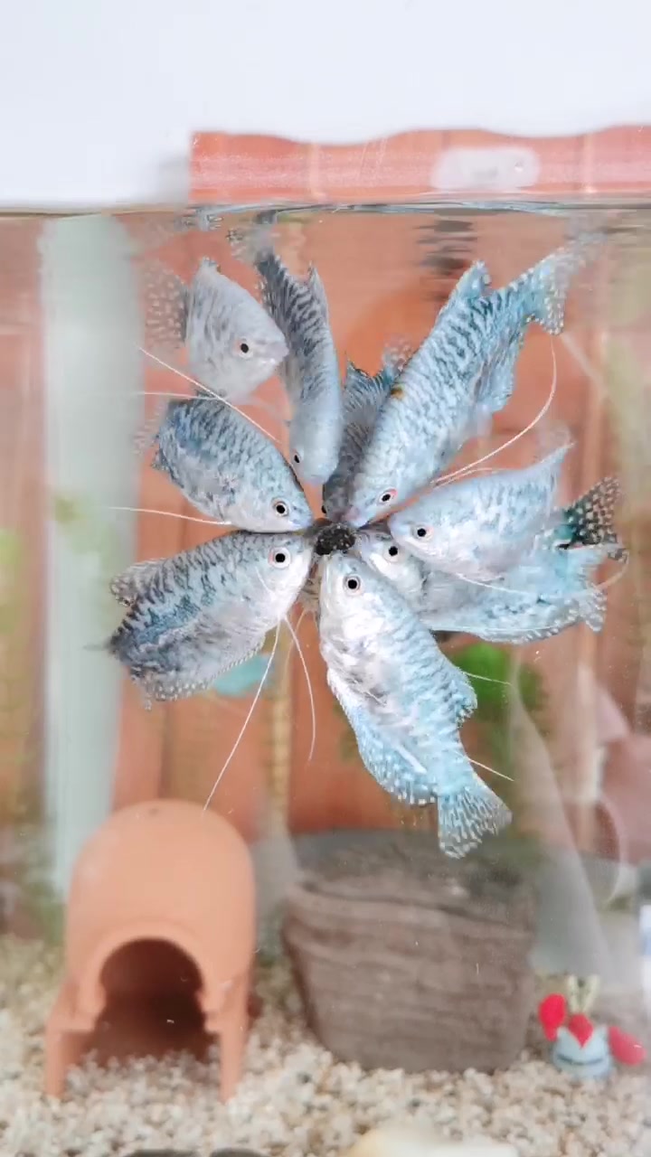 蓝曼龙要生的时候光隔离母鱼吗,孩子爸不知道是哪一个呀