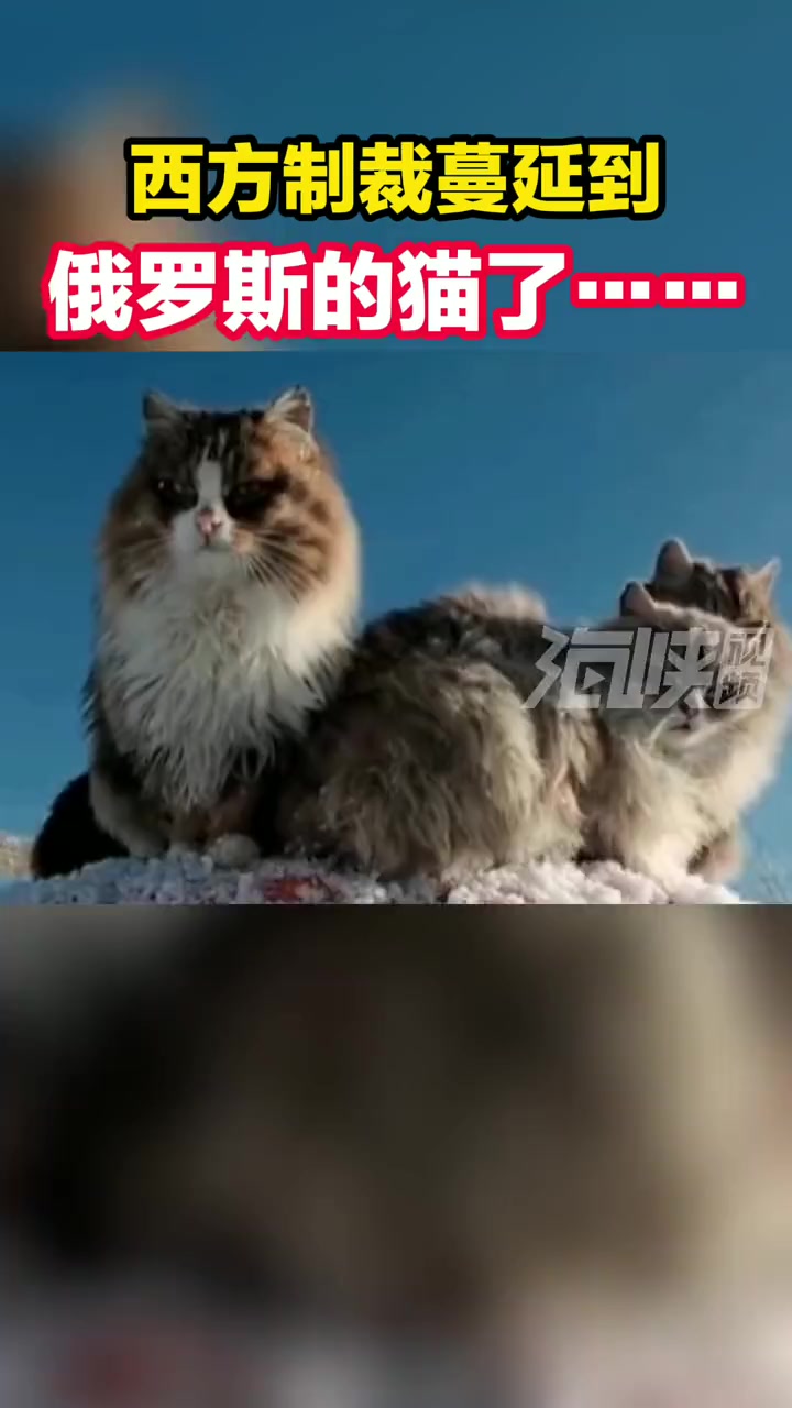 俄罗斯的猫被制裁了……海峡新干线 海峡视频 乌克兰 俄罗斯 猫咪