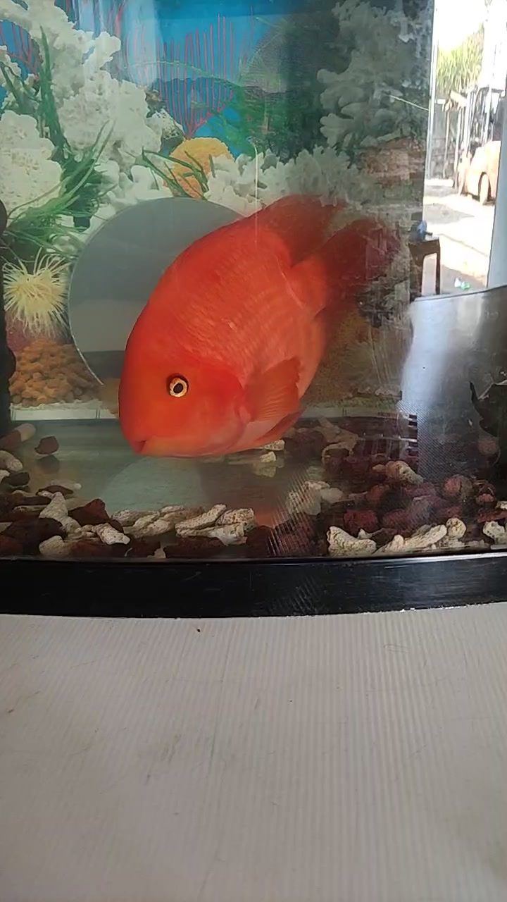 各位大神,这是财神还是元宝鱼