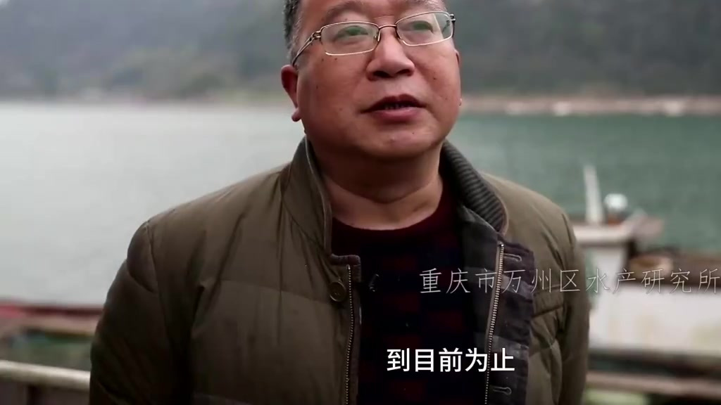#你知道长江鲟长啥样吗#【#极危级保护物种再现长江#】长江鲟是长江上游特有珍稀鱼类,国家一