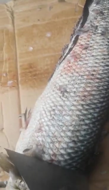 黑鱼快速去鱼鳞和开肚开背的杀鱼机,处理一条黑鱼只需要8秒钟