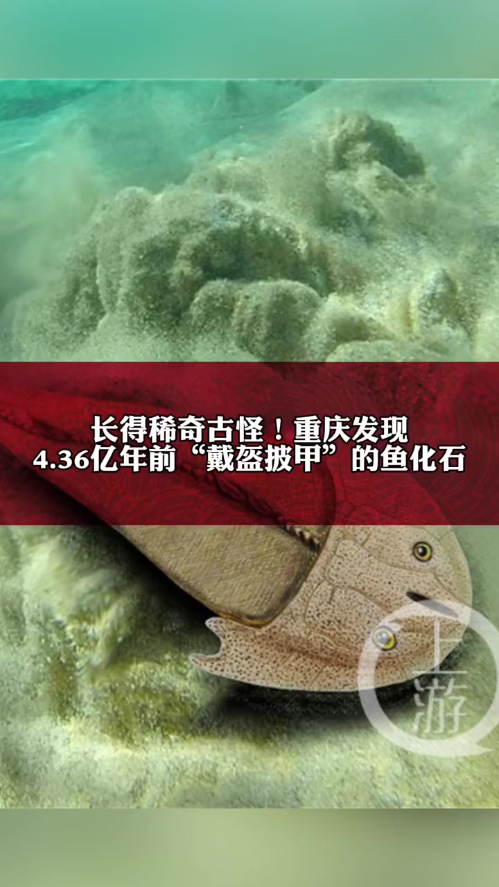 长得稀奇古怪!重庆发现4亿年前戴盔披甲的鱼化石
