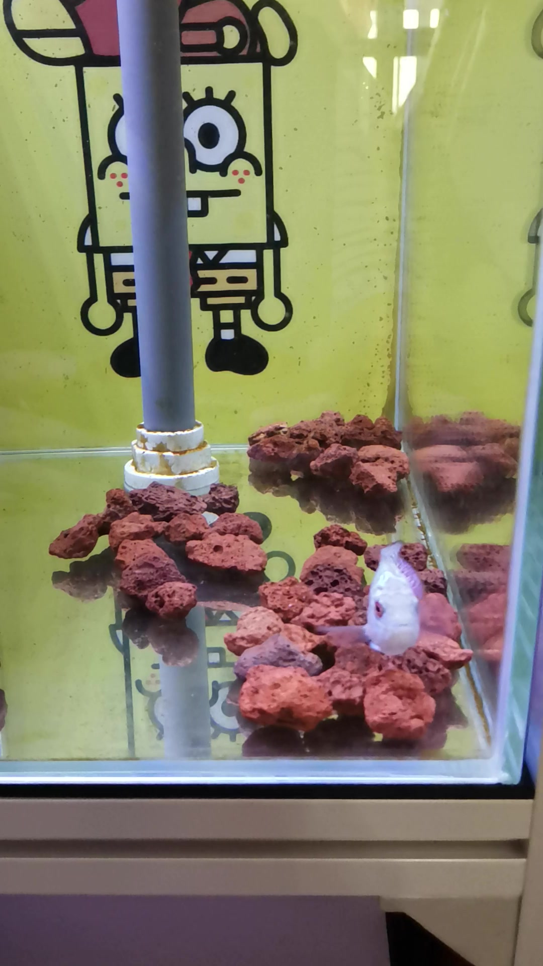 据说的极品小罗汉鱼入缸了,有懂得给看看这小鱼咋样,有潜力吗