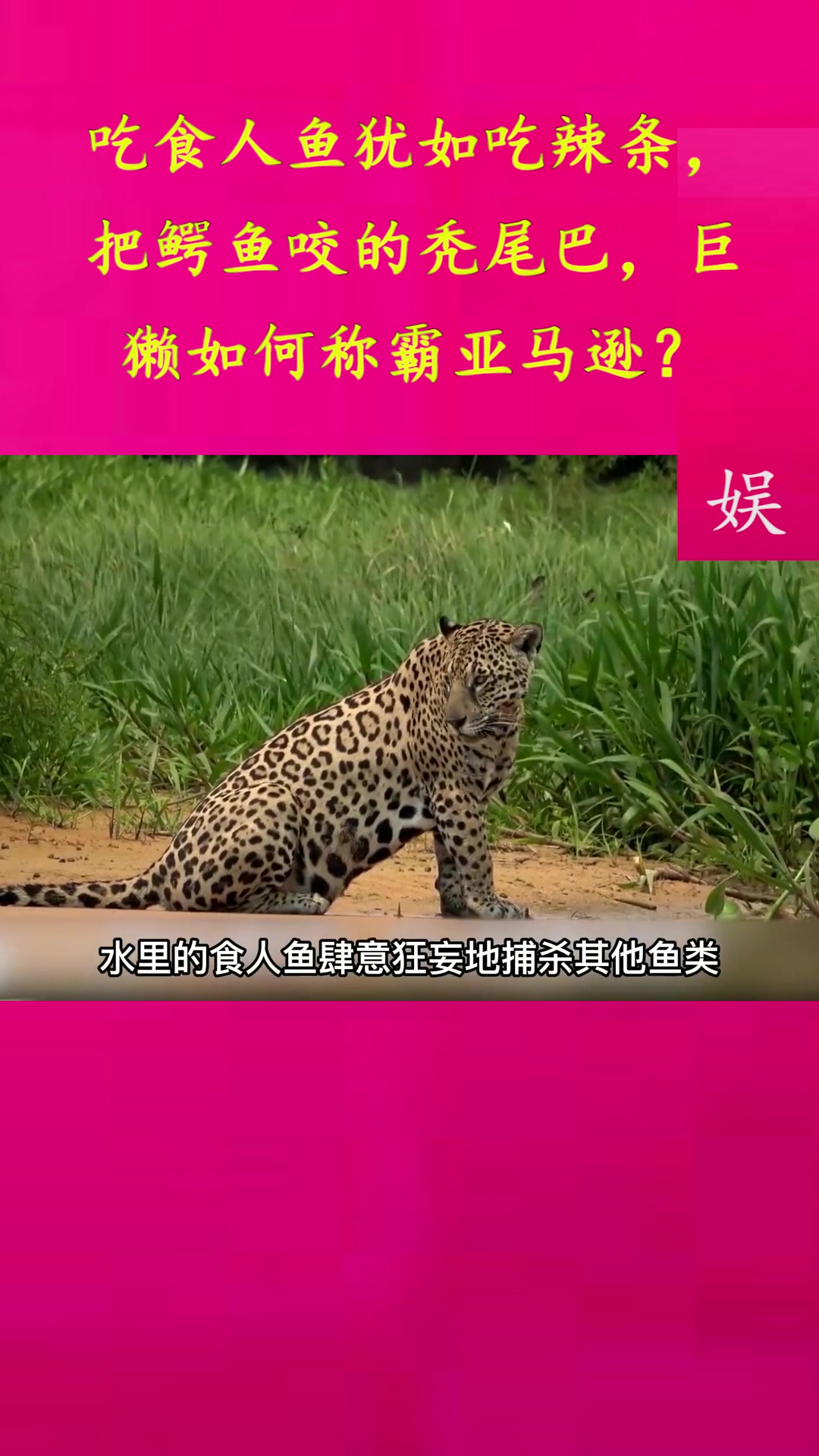 吃食人鱼犹如吃辣条,把鳄鱼咬的秃尾巴,巨獭如何称霸亚马逊?
