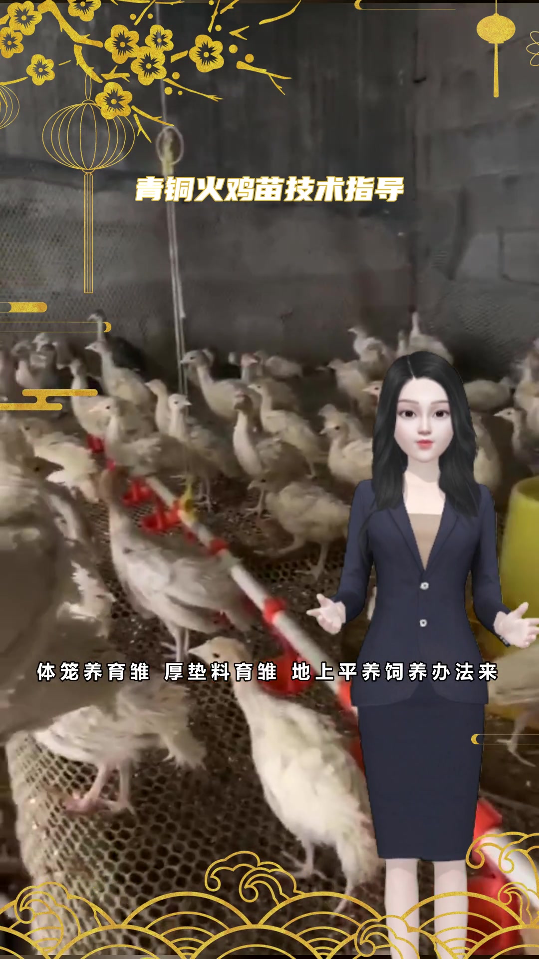 青铜火鸡苗专业养殖场