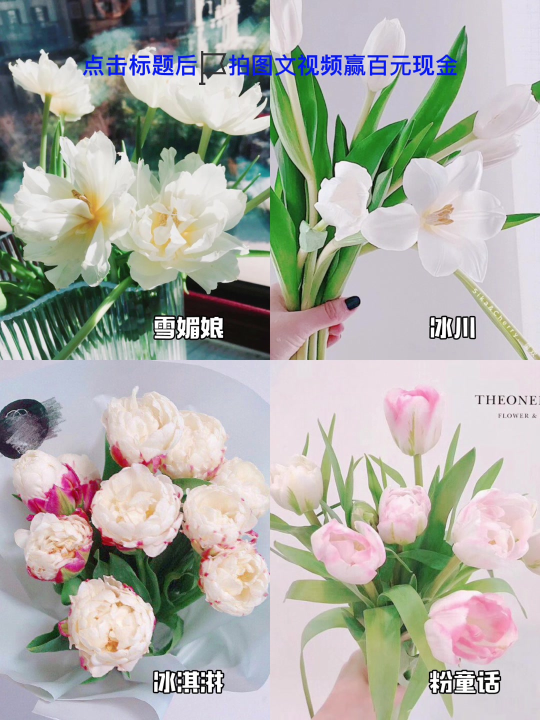 一起来看看绝美郁金香合集