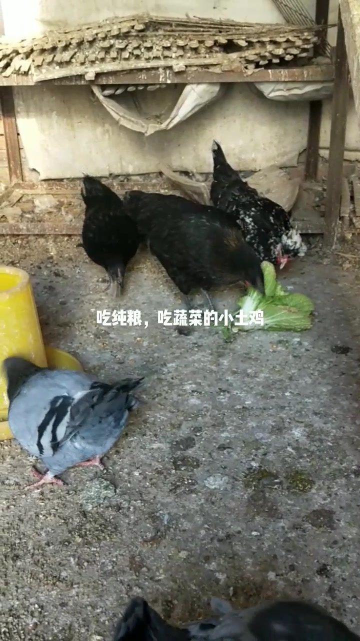 元宝鸡对不?鸽子怎么样,养一起也不错呀