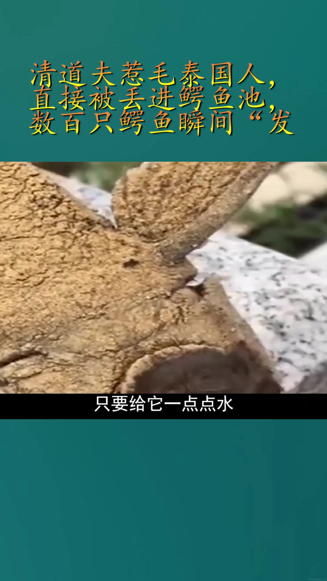 清道夫惹毛泰国人,直接被丢进鳄鱼池,数百只鳄鱼瞬间“发狂”