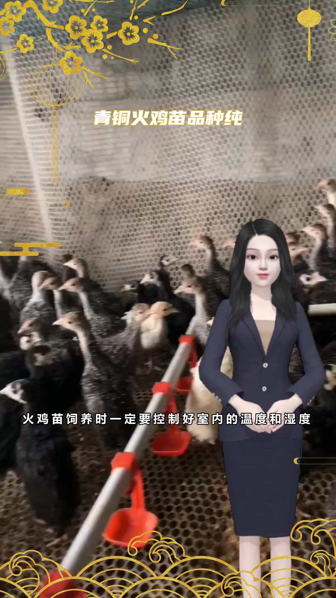 青铜火鸡苗养殖场送货上门