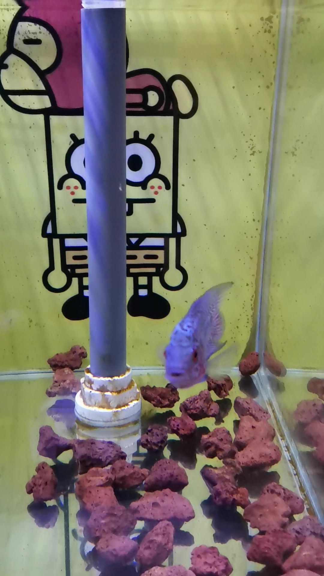 据说的极品小罗汉鱼又来了,到家2天整了,喂点食,记录1