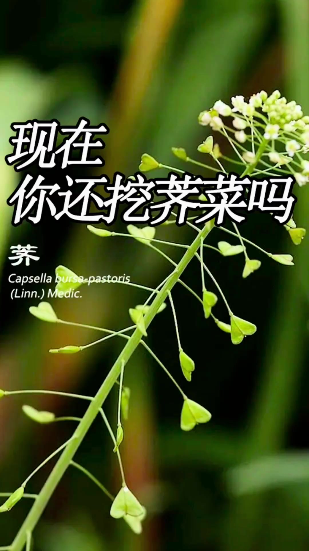 小时候的你挖过荠菜吗?