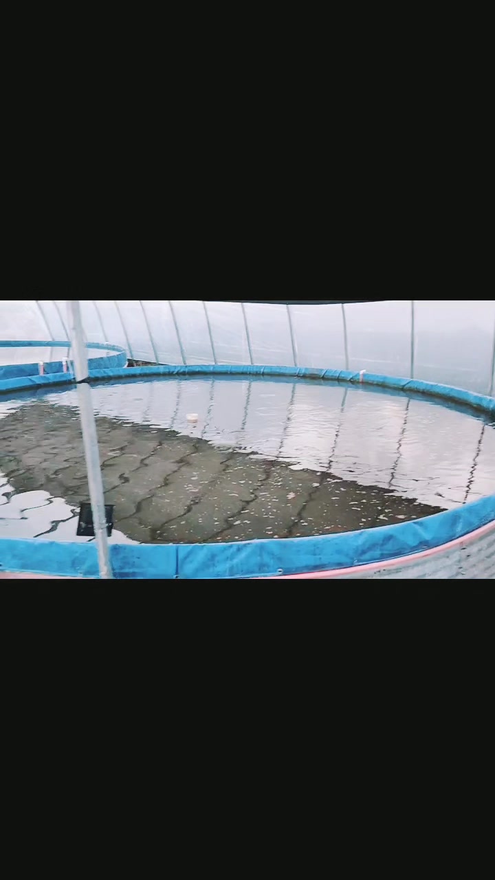 专业养殖土塘鲺塘角鱼