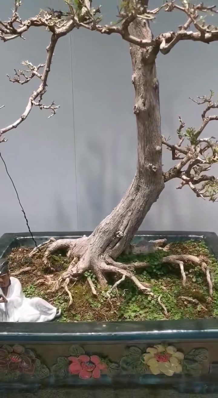 岭南盆景九里香,年功枝鸡爪枝。曲作回蟠势,蜿蜒蛟龙形