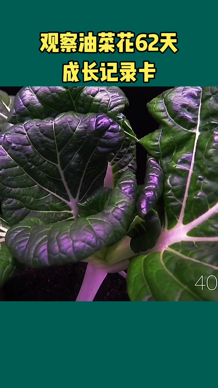 观察油菜花记录卡!