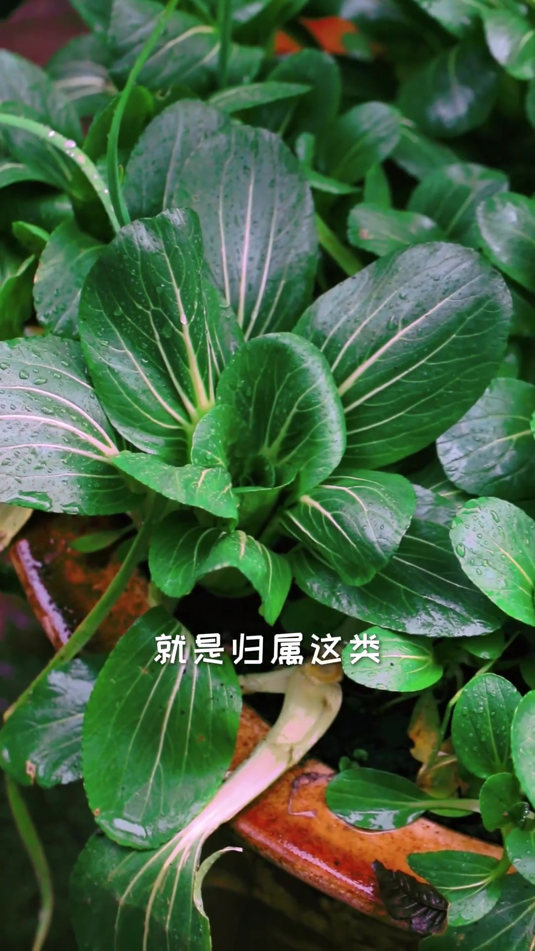 青菜,又叫上海青,小青菜,油菜,瓢儿白等,你那里叫什么呢?
