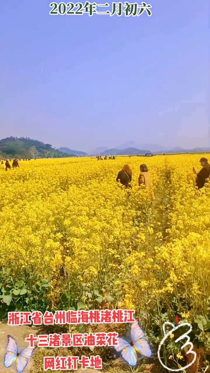 浙江省台州临海桃渚桃江十三渚景区油菜花网红打卡地
