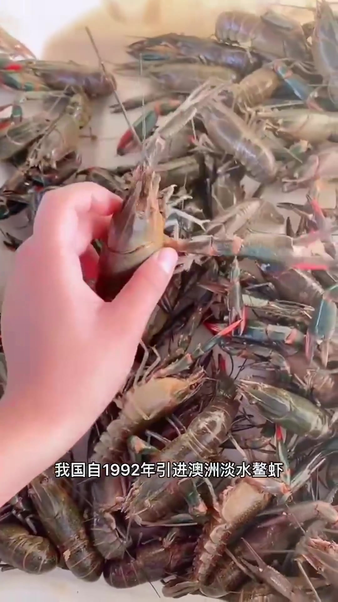 澳洲淡水红螯螯虾