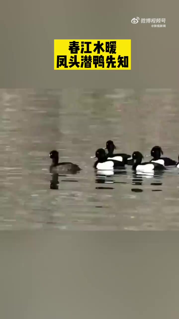 【春江水暖凤头潜鸭先知丹江源湿地现17只濒危物种凤头潜鸭】春回大地,候鸟北迁。陕西商洛丹江