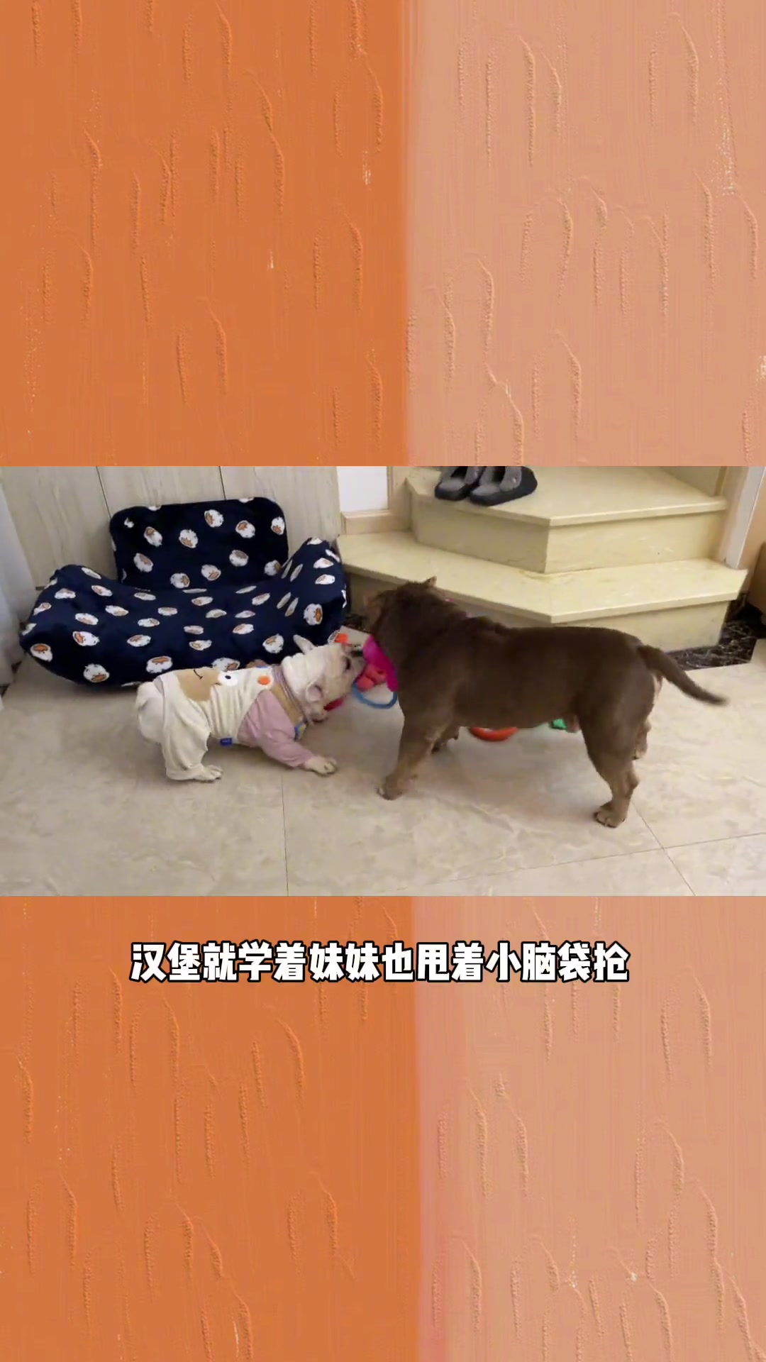 -在抢玩具这件事情上王朵拉小盆友没输过