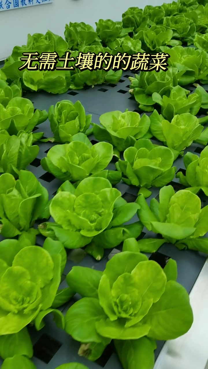 无土栽培的大棚蔬菜