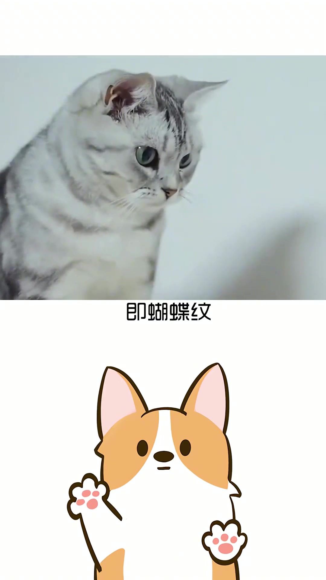 萌宠出道计划 猫 萌宠 狸花猫和虎斑猫的区别你知道吗