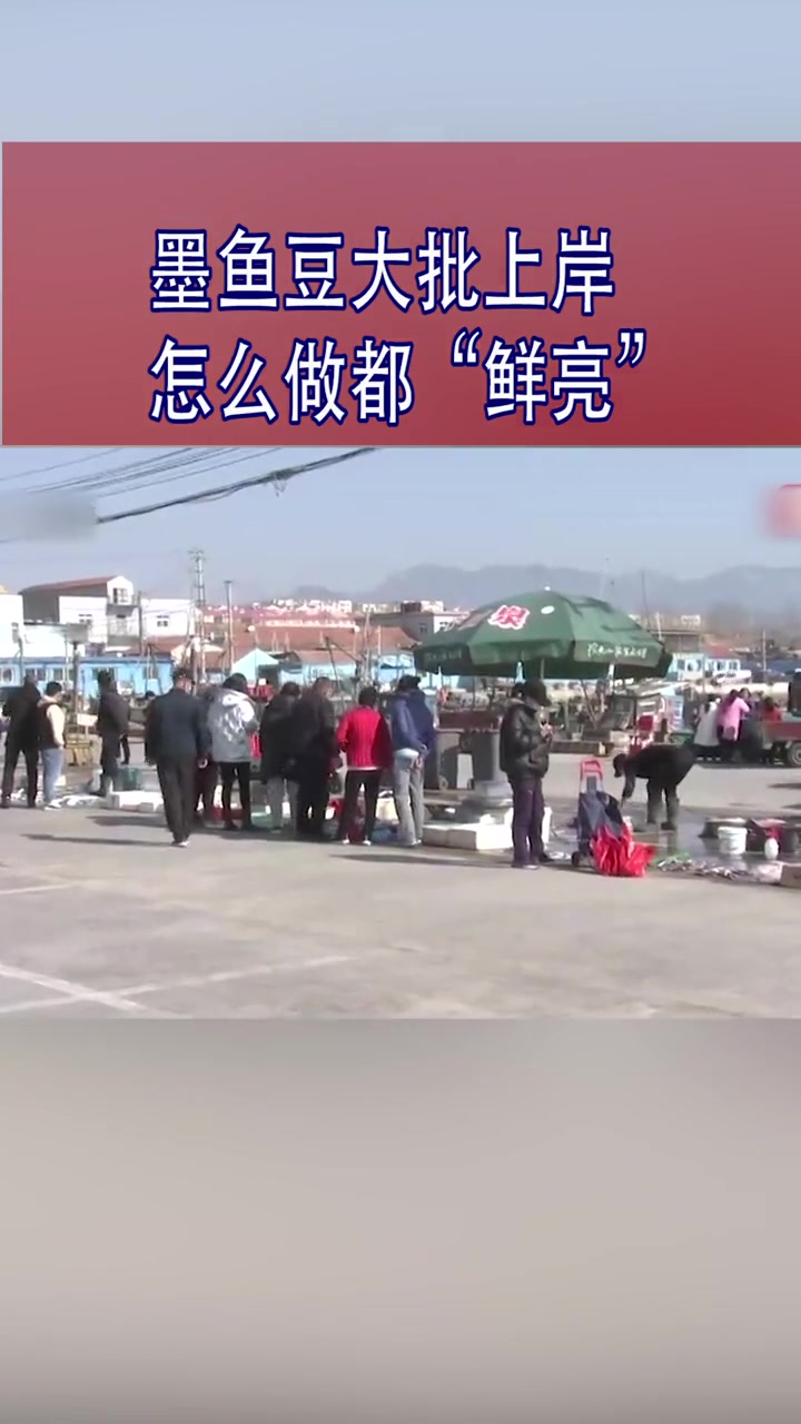 一饱口福!墨鱼豆大批上岸 怎么做都“鲜亮”