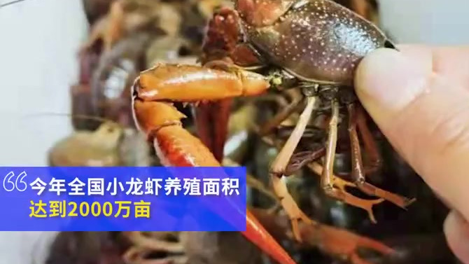 【挑虾多注意!#3月至4月初新老小龙虾混合上市#:老虾为去年留存,个大肉少】又到了吃小龙虾