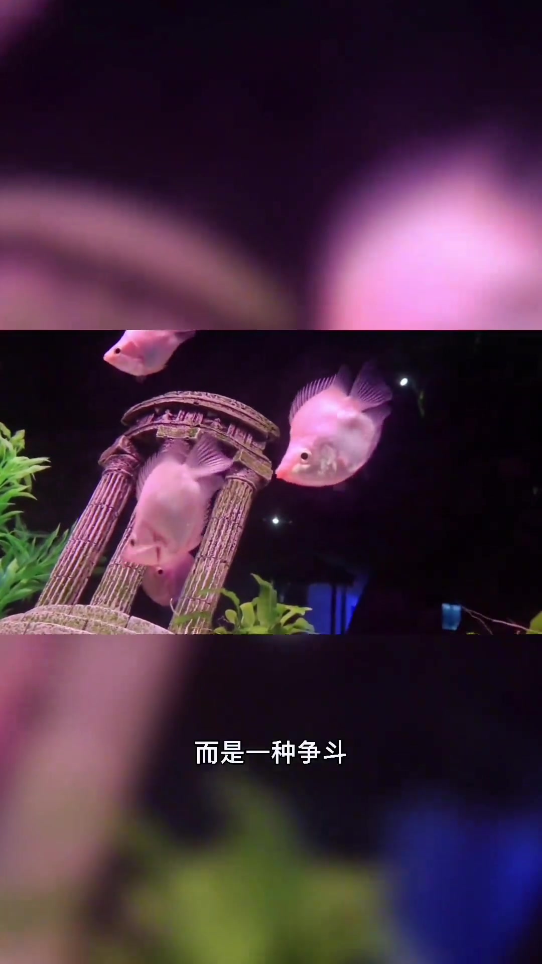 接吻鱼真的是在接吻吗