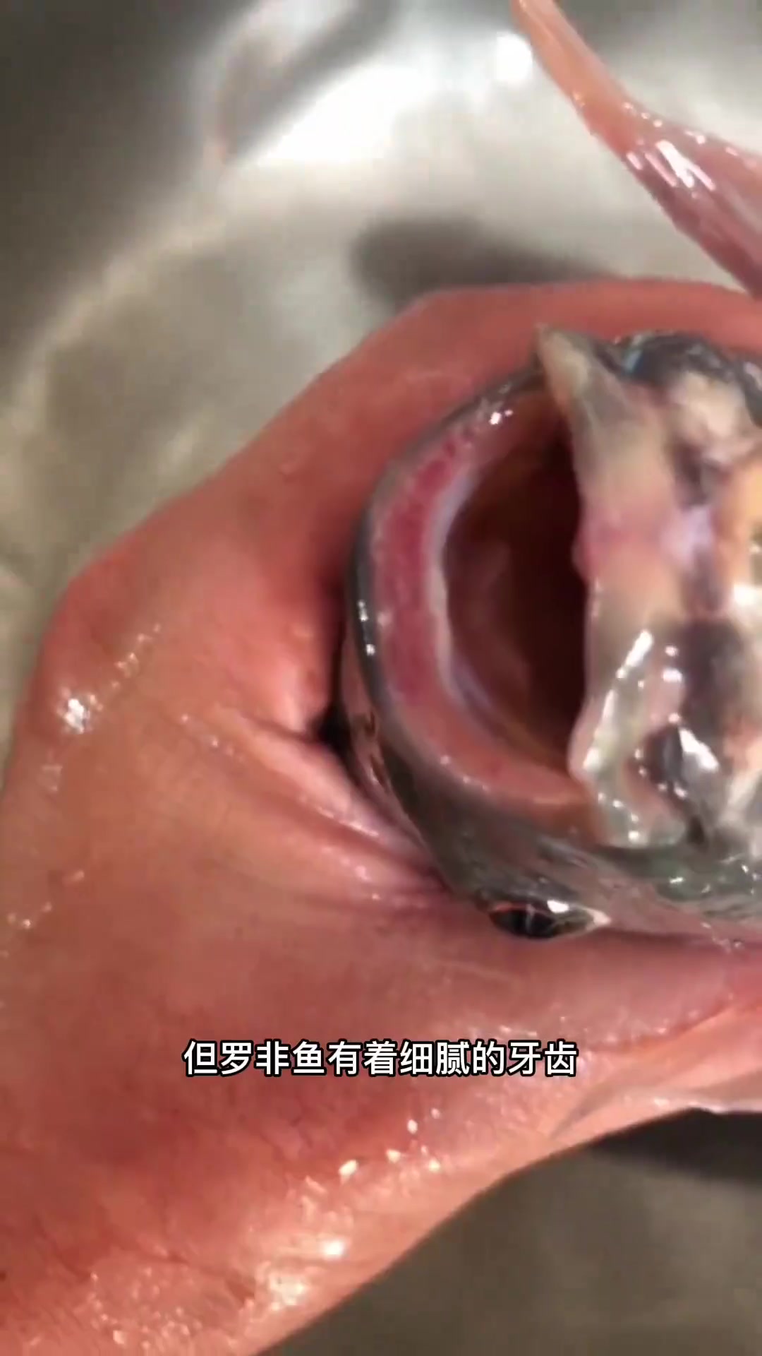 鱼疗的是什么鱼,会有风险吗