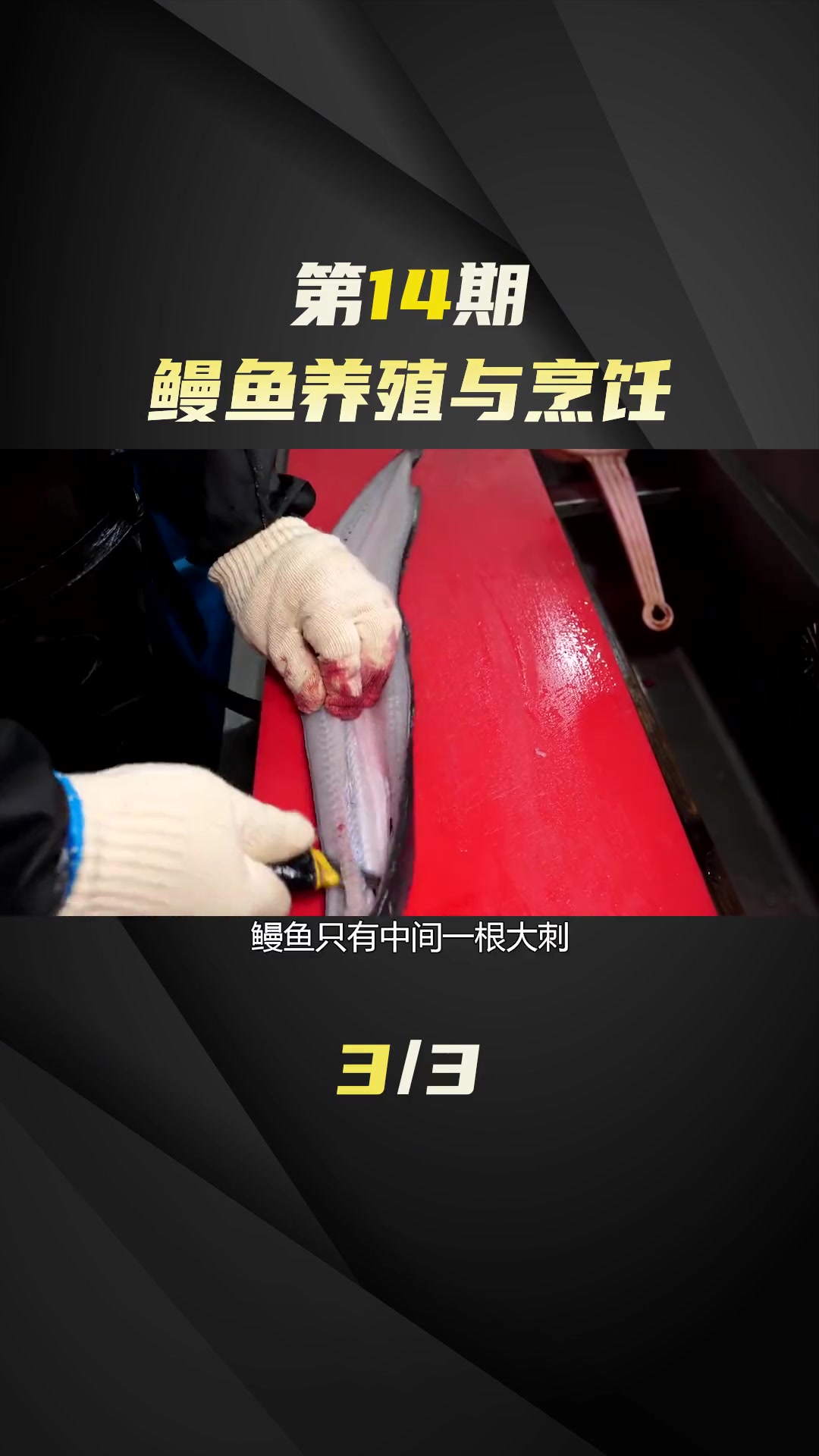 鳗鱼的营养价值  