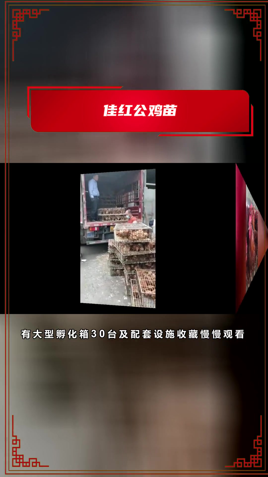 你知道什么山鸡苗抗病力强吗?